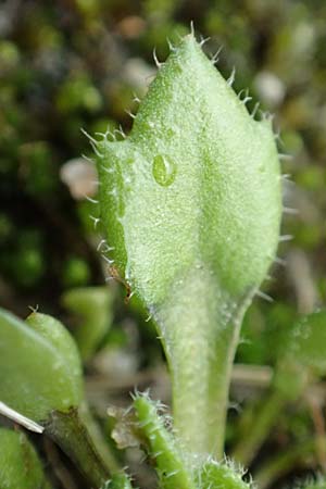 Draba strigosula \ Feingestreiftes Hungerbl�mchen, D Aachen-Vetschau 10.3.2019