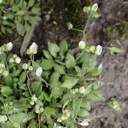 Draba strigosula \ Feingestreiftes Hungerbl�mchen, D Aachen-Vetschau 10.3.2019