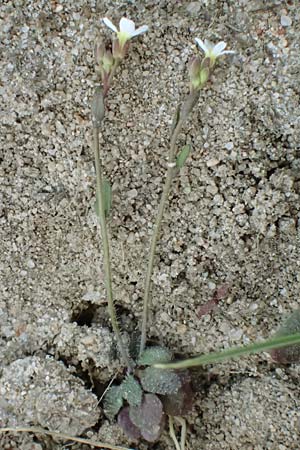 Draba spathulata \ Rundfr�chtiges Hungerbl�mchen, D Viernheim 7.4.2020