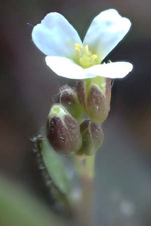 Draba spathulata \ Rundfr�chtiges Hungerbl�mchen, D Viernheim 7.4.2020