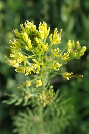 Descurainia sophia, Besen-Rauke