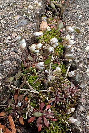 Draba spathulata \ Rundfr�chtiges Hungerbl�mchen, D Freinsheim 16.3.2022