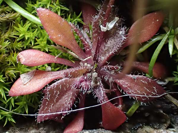 Draba spathulata \ Rundfr�chtiges Hungerbl�mchen, D Freinsheim 16.3.2022