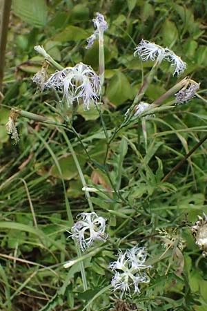 Dianthus superbus subsp. superbus \ Gew�hnliche Prachtnelke, D Pfalz,  Dannstadt 20.7.2023
