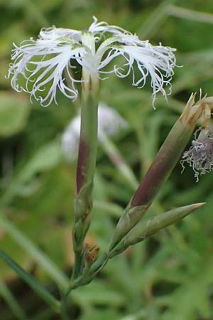 Dianthus superbus subsp. superbus \ Gew�hnliche Prachtnelke, D Pfalz,  Dannstadt 20.7.2023