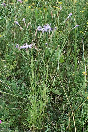 Dianthus superbus subsp. superbus \ Gew�hnliche Prachtnelke, D Pfalz,  Dannstadt 20.7.2023