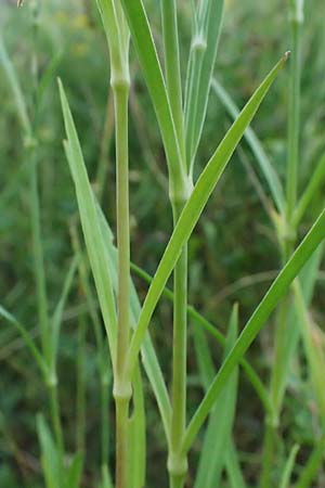 Dianthus superbus subsp. superbus \ Gew�hnliche Prachtnelke, D Pfalz,  Dannstadt 20.7.2023