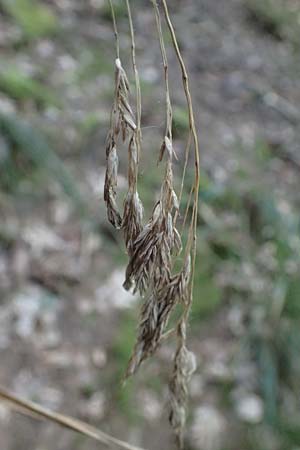 Festuca altissima \ Wald-Schwingel, D Neckarsteinach 24.8.2024