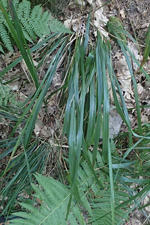 Festuca altissima \ Wald-Schwingel, D Neckarsteinach 24.8.2024
