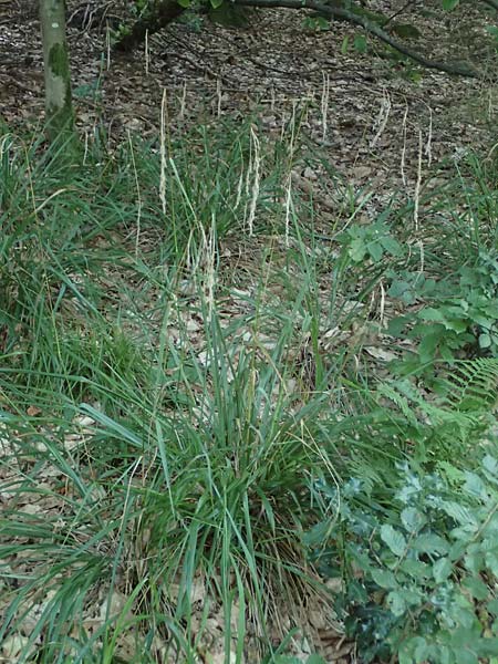 Festuca altissima \ Wald-Schwingel, D Neckarsteinach 24.8.2024