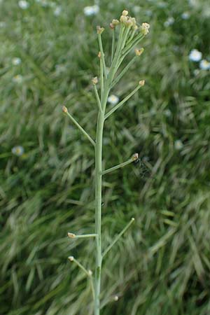Diplotaxis tenuifolia \ Schmalbl�ttriger Doppelsame, Ruccola / Perennial Wall Rocket, D Mannheim 9.5.2016