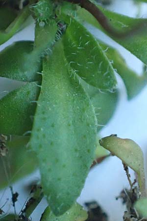 Draba praecox \ Fr�hes Hungerbl�mchen, D Mannheim 7.3.2019