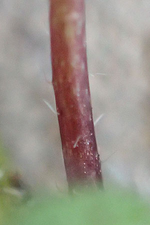 Draba praecox \ Fr�hes Hungerbl�mchen, D Mannheim 8.3.2019