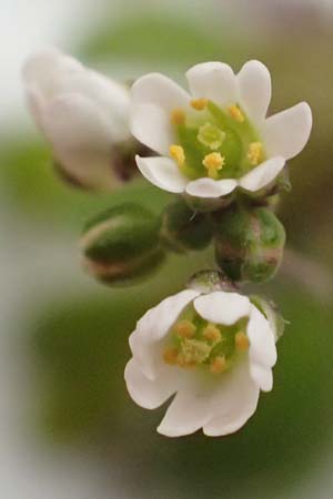 Draba praecox \ Fr�hes Hungerbl�mchen, D Mannheim 8.3.2019