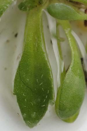Draba praecox \ Fr�hes Hungerbl�mchen, D Mannheim 8.3.2019