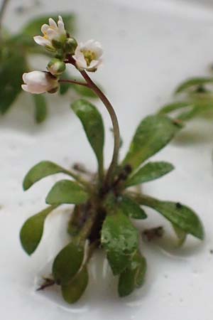 Draba praecox \ Fr�hes Hungerbl�mchen, D Mannheim 8.3.2019
