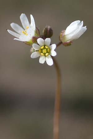 Draba verna agg. \ Fr�hlings-Hungerbl�mchen / Common Whitlowgrass, D Mannheim 1.3.2022