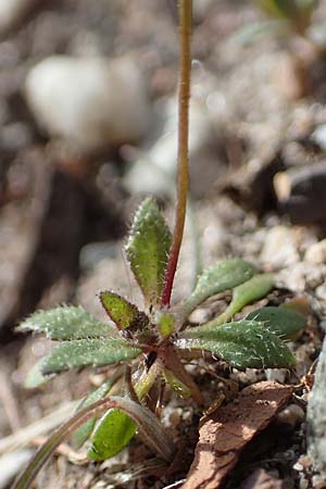 Draba verna agg. \ Fr�hlings-Hungerbl�mchen / Common Whitlowgrass, D Mannheim 1.3.2022