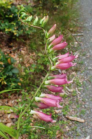 Digitalis lutea x purpurea \ Fingerhut-Hybride / Hybrid Foxgloves, D Kaiserslautern 7.7.2021