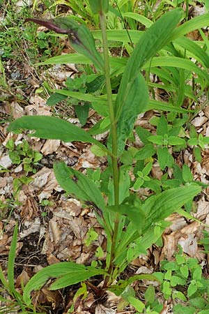 Digitalis lutea x purpurea \ Fingerhut-Hybride / Hybrid Foxgloves, D Kaiserslautern 7.7.2021