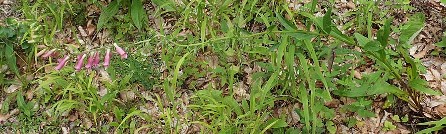 Digitalis lutea x purpurea \ Fingerhut-Hybride / Hybrid Foxgloves, D Kaiserslautern 7.7.2021