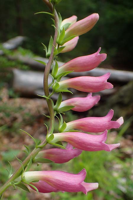 Digitalis lutea x purpurea \ Fingerhut-Hybride / Hybrid Foxgloves, D Kaiserslautern 7.7.2021