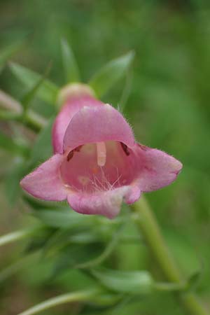 Digitalis lutea x purpurea \ Fingerhut-Hybride / Hybrid Foxgloves, D Kaiserslautern 7.7.2021