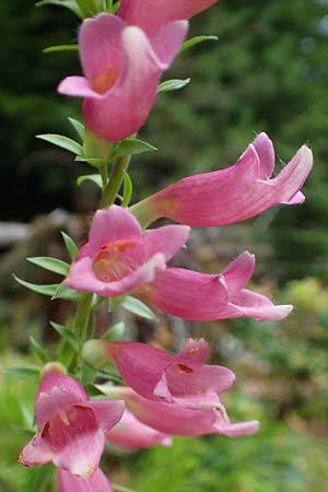 Digitalis lutea x purpurea \ Fingerhut-Hybride / Hybrid Foxgloves, D Kaiserslautern 7.7.2021