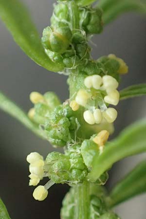 Dysphania ambrosioides \ Wohlriechender Dr�seng�nsefu�, Jesuiten-Tee / West-Indian Goosefoot, Mexican Tea, D Wei&szlig;enthurm-Kaltenengers 27.9.2017