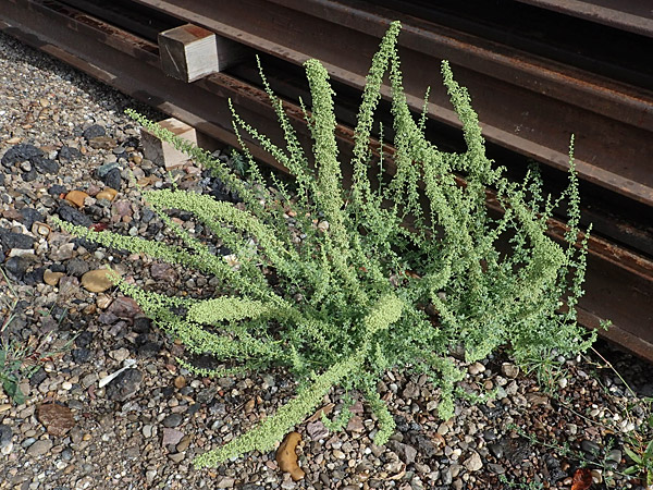 Dysphania botrys \ Klebriger Dr�seng�nsefu� / Sticky Goosefoot, Jerusalem Oak, D Kehl 3.9.2022