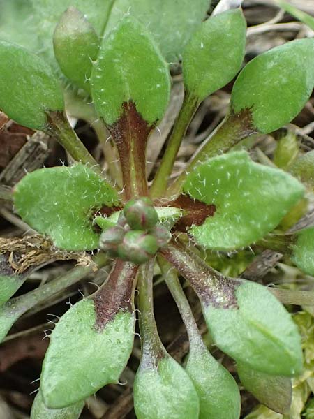 Draba strigosula \ Feingestreiftes Hungerbl�mchen, D Frankfurt-Niederrad 2.3.2019