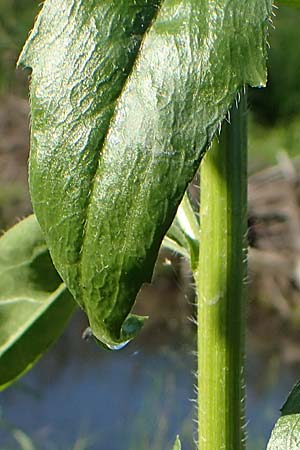 Erigeron annuus / Tall Fleabane, D Bahlingen am Kaiserstuhl 24.9.2021