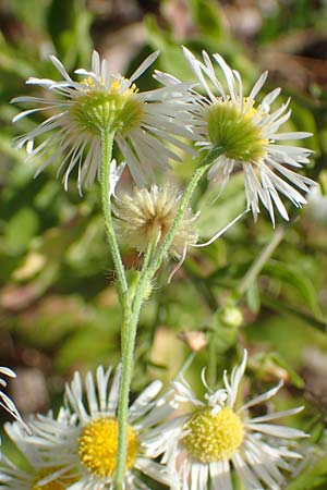 Erigeron annuus / Tall Fleabane, D Mannheim 27.9.2015