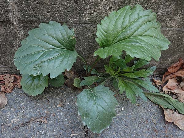 Erigeron annuus / Tall Fleabane, D Mannheim 16.9.2018