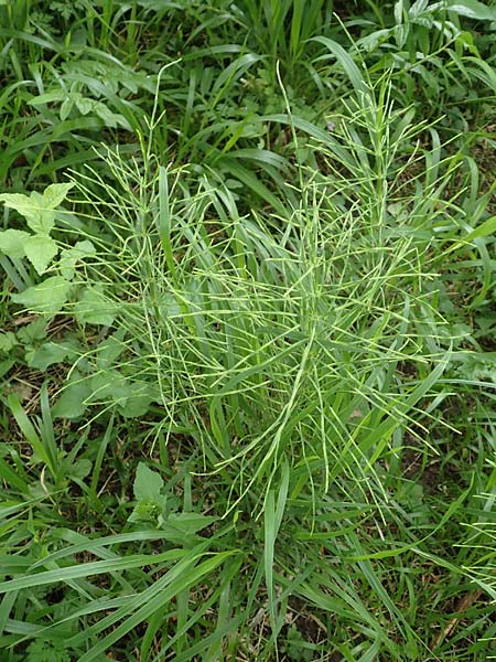 Equisetum arvense, Acker-Schachtelhalm, Zinnkraut
