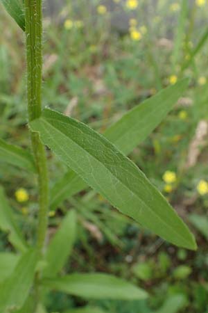 Erigeron annuus / Tall Fleabane, D Hockenheim 8.6.2021