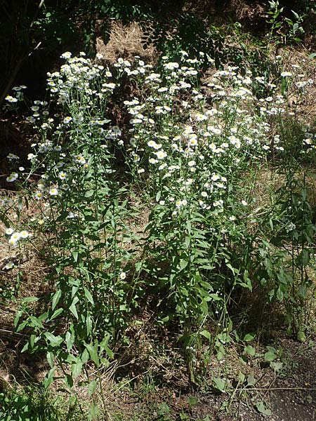 Erigeron annuus / Tall Fleabane, D Mannheim 16.7.2021