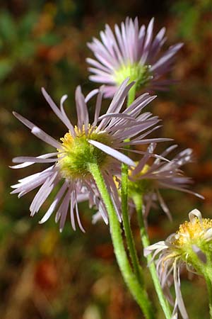 Erigeron annuus / Tall Fleabane, D Odenwald, Rimbach 25.10.2021