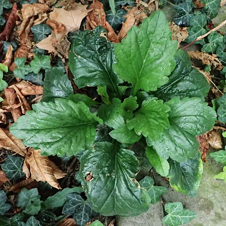 Erigeron annuus / Tall Fleabane, D Mannheim 8.9.2024