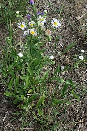Erigeron annuus, Canadian Fleabane