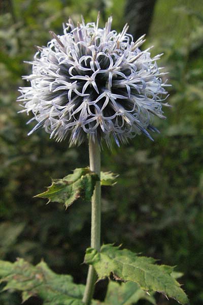 Echinops banaticus \ Banater Kugeldistel / Blue Globe Thistle, D Weinheim an der Bergstra&szlig;e 16.8.2007