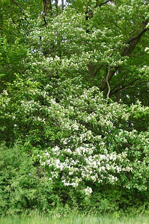 Sorbus torminalis \ Elsbeere / Wild Service Tree, D Bensheim 6.5.2015