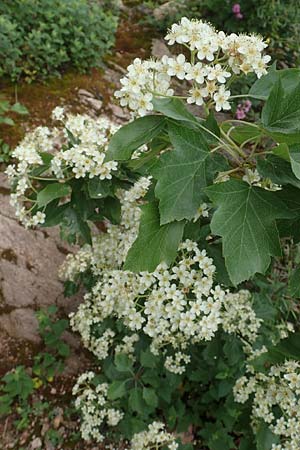 Sorbus torminalis \ Elsbeere / Wild Service Tree, D Schriesheim 14.5.2016