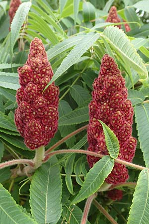 Rhus typhina \ Essigbaum / Stag's-Horn Sumach, D Erlenbach am Main 16.7.2016