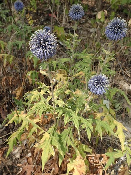 Echinops banaticus \ Banater Kugeldistel / Blue Globe Thistle, D Frankfurt Europaviertel 4.8.2019