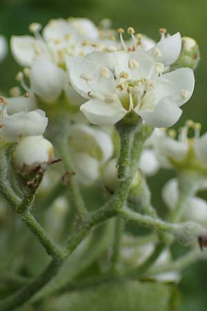 Sorbus torminalis \ Elsbeere / Wild Service Tree, D Buchen 20.5.2023