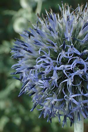 Echinops banaticus \ Banater Kugeldistel / Blue Globe Thistle, D Pfalz,  Dannstadt 20.7.2023
