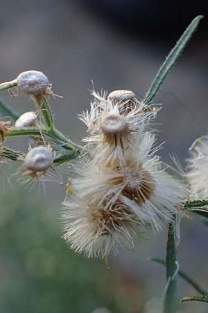 Erigeron bonariensis \ S�damerikanischer Katzenschweif, Krauser Katzenschweif / Argentine Fleabane, D Mannheim 10.9.2023
