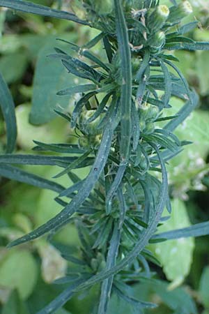 Erigeron bonariensis \ S�damerikanischer Katzenschweif, Krauser Katzenschweif / Argentine Fleabane, D Mannheim 10.9.2023