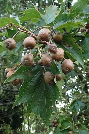 Sorbus torminalis \ Elsbeere / Wild Service Tree, D Hemsbach 2.9.2024